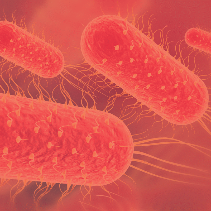 Typhoid bacteria background
